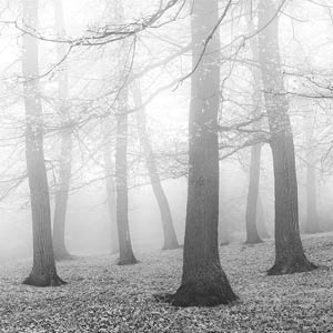 Fog & Forest
