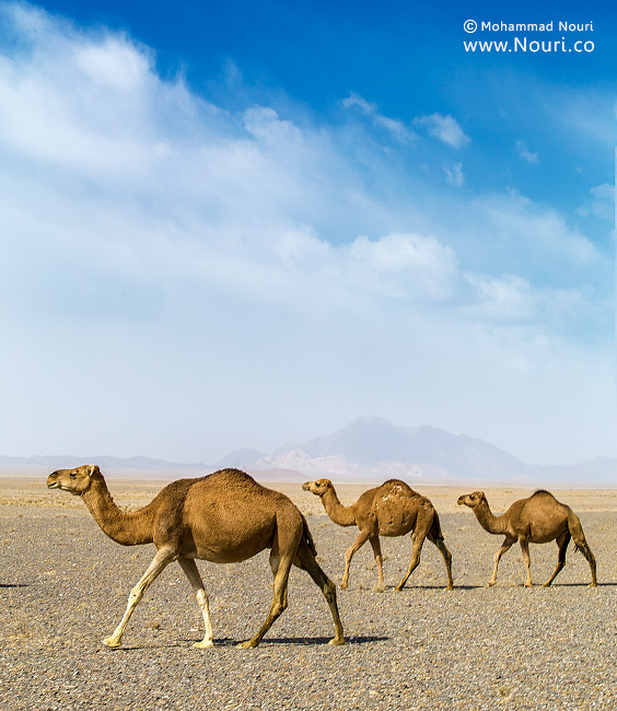 The-Camels